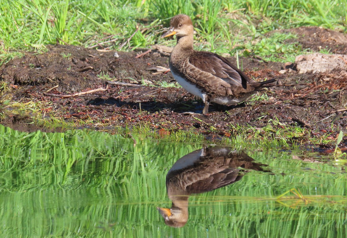 Hooded Merganser - ML622055529