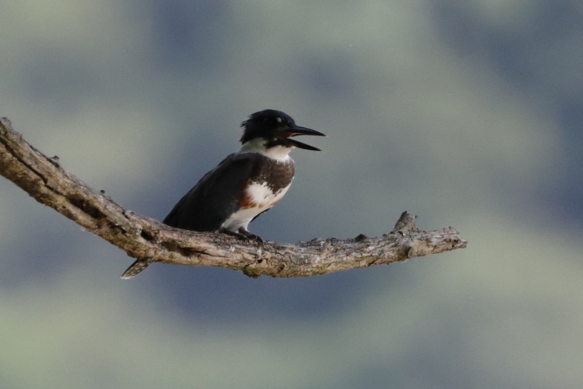 Belted Kingfisher - ML622055530