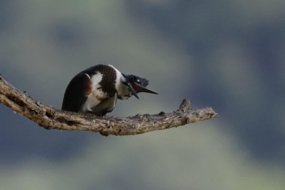 Belted Kingfisher - ML622055531