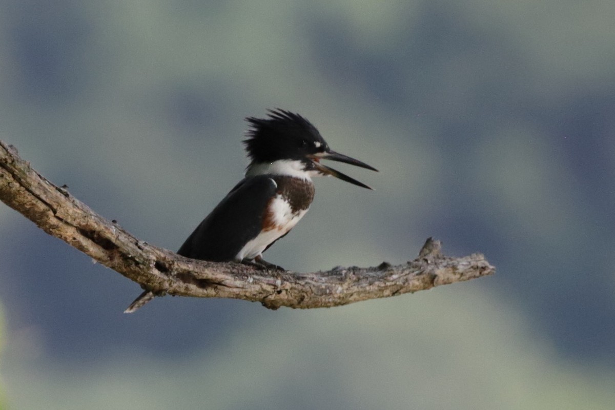 Belted Kingfisher - ML622055532
