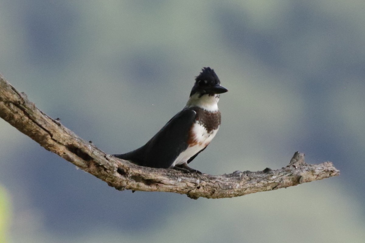 Belted Kingfisher - ML622055533