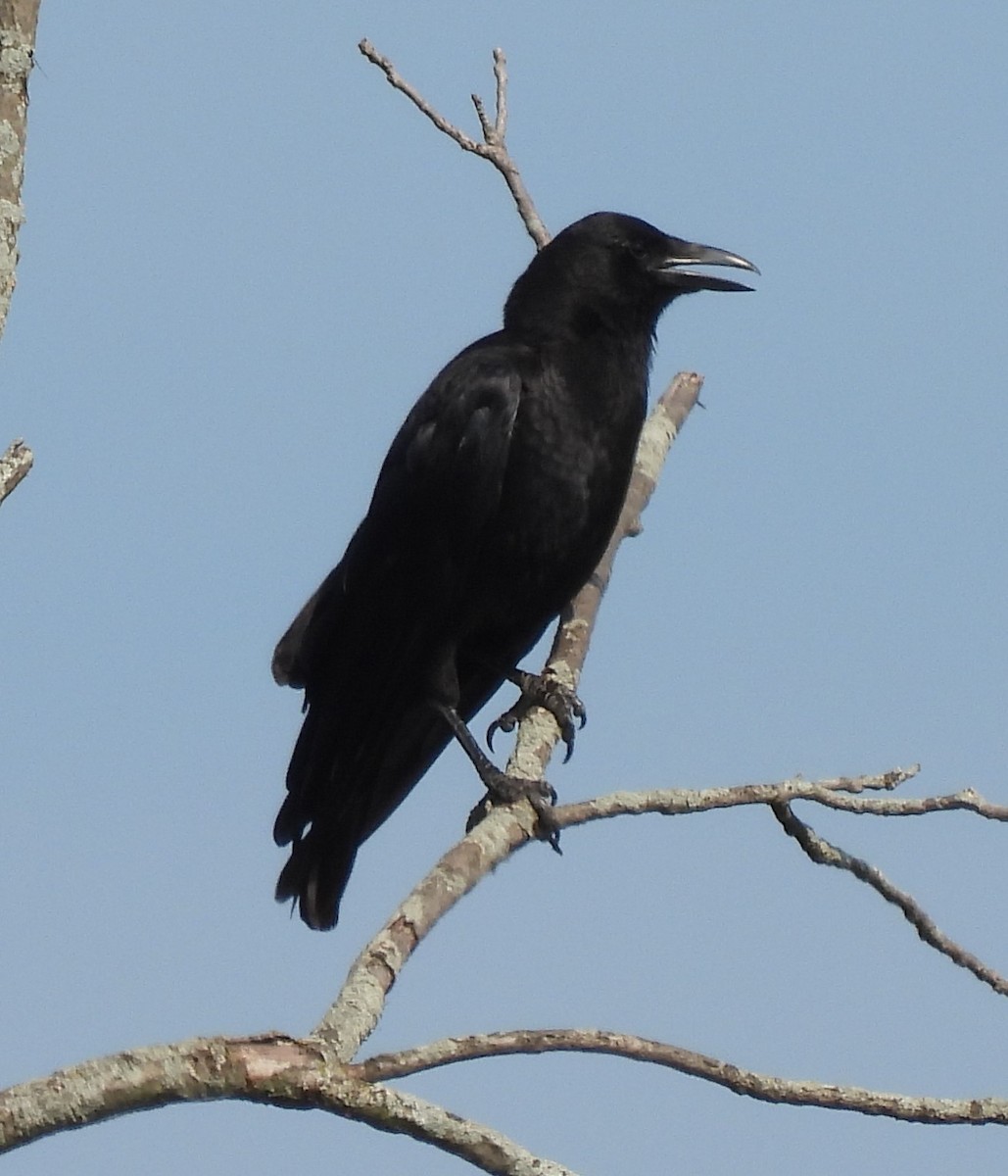 American Crow - Scott Weaver