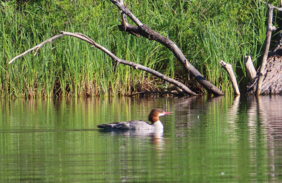 Common Merganser - ML622055536