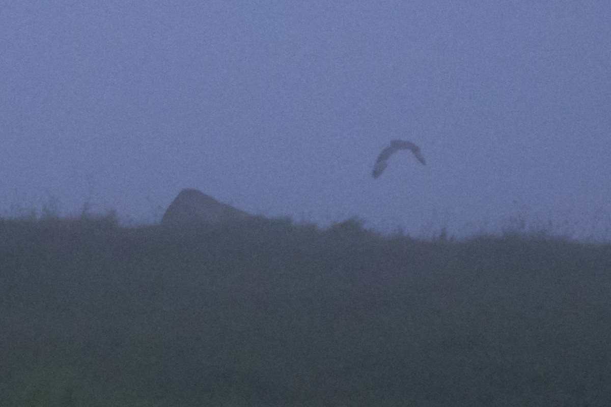 Short-eared Owl - ML622055537