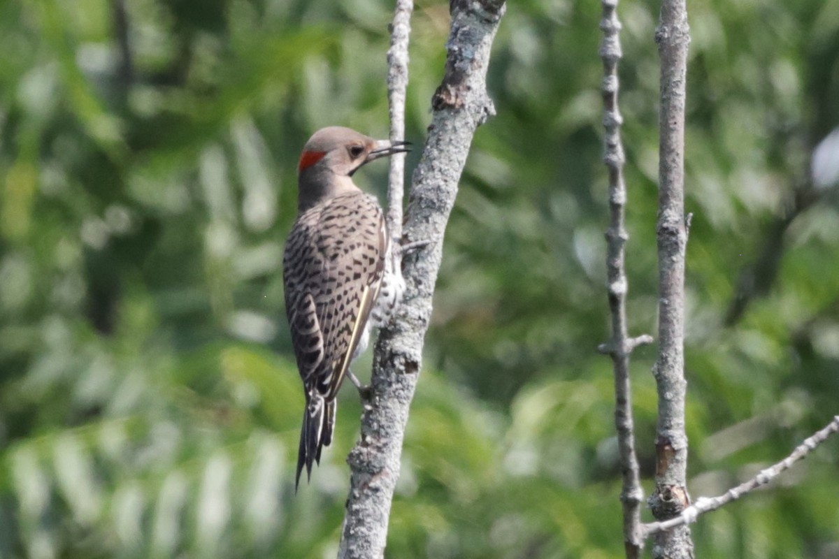 Northern Flicker - Steve McNamara