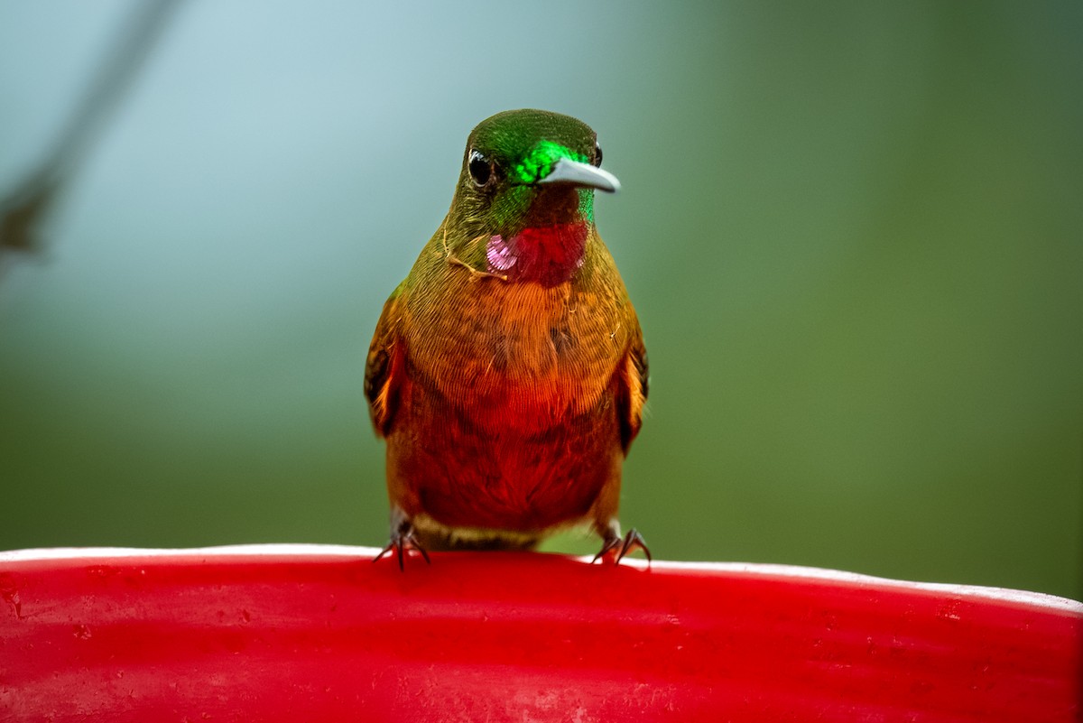 Fawn-breasted Brilliant - ML622055541