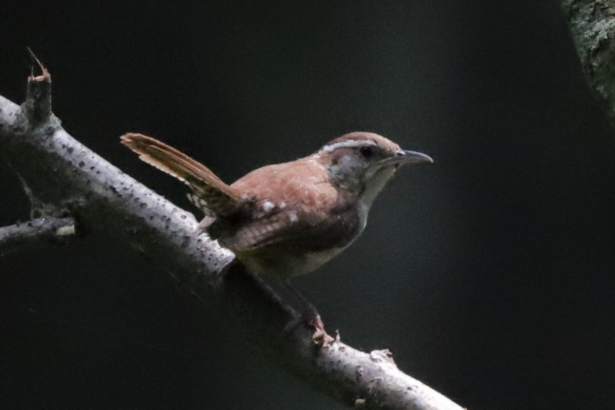 Carolina Wren - ML622055543