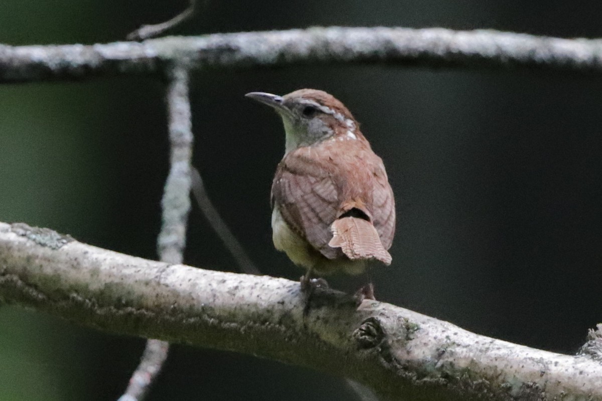 Carolina Wren - ML622055544