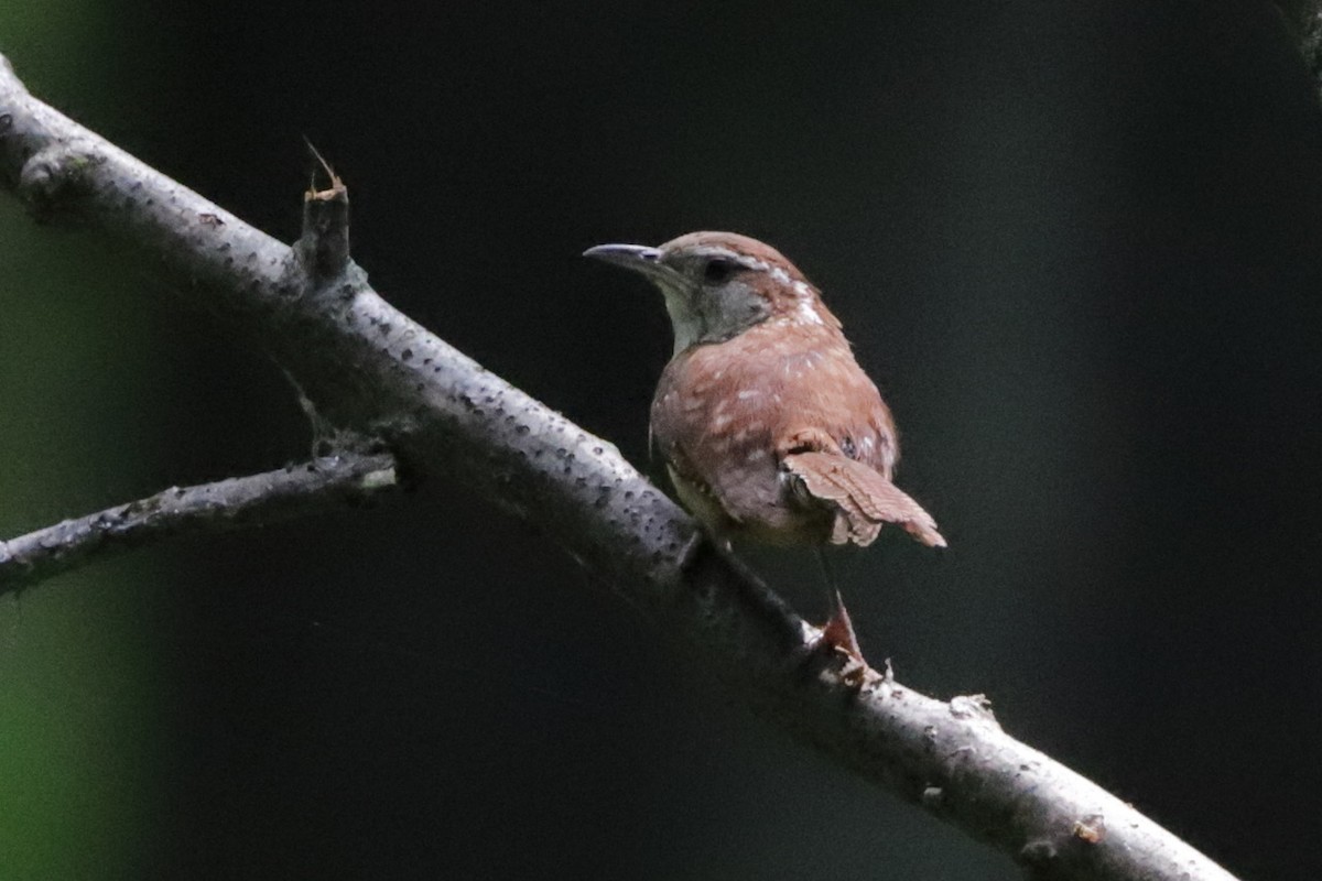 Carolina Wren - ML622055545