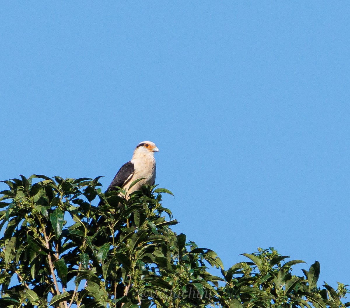 Yellow-headed Caracara - ML622055550