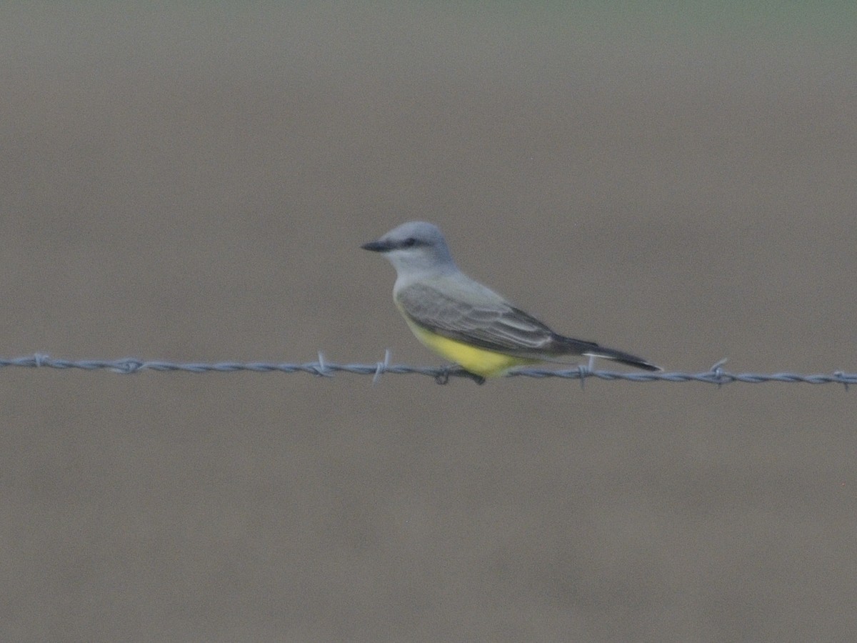 Western Kingbird - ML622055552