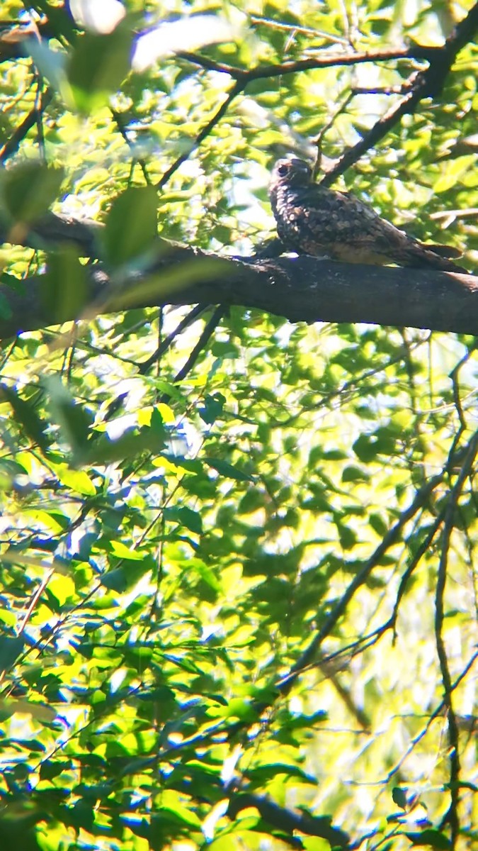 Gray Nightjar - ML622055553