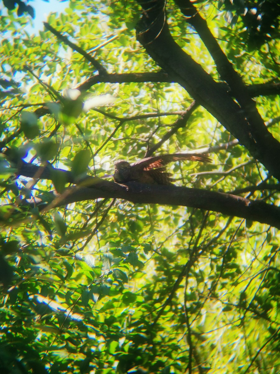 Gray Nightjar - ML622055554