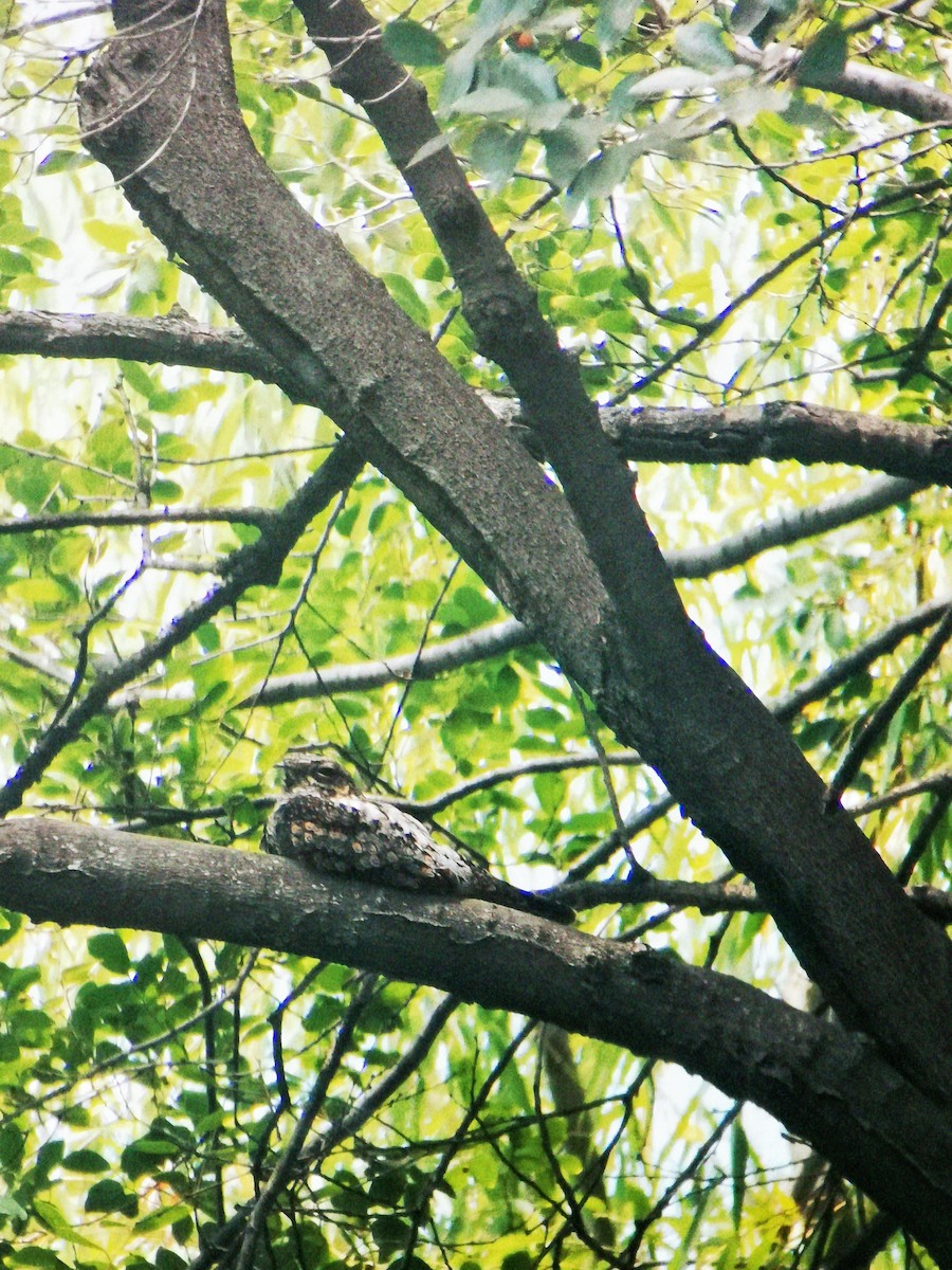 Gray Nightjar - ML622055555