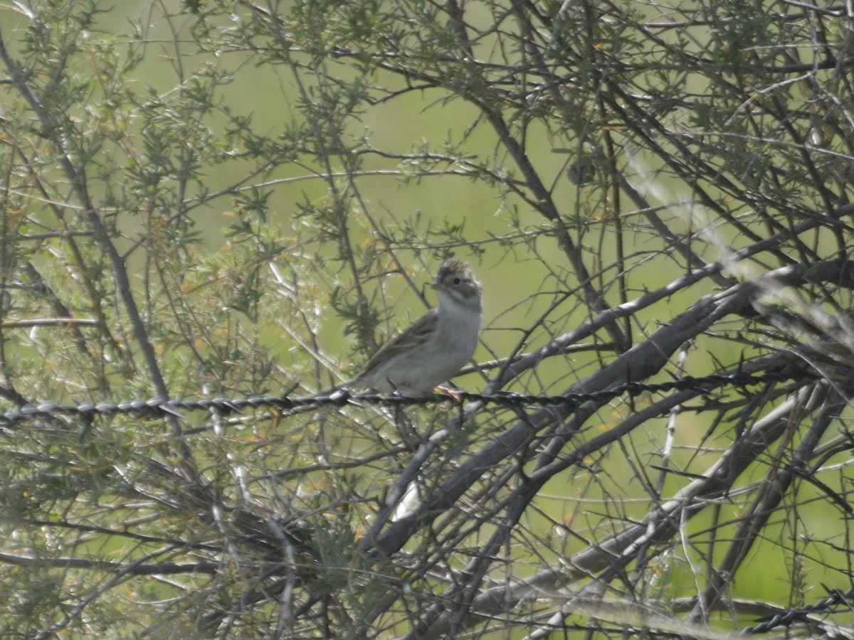 Brewer's Sparrow - ML622055557