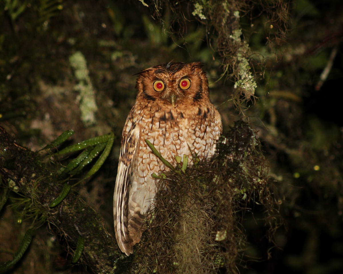 Long-tufted Screech-Owl - ML622055559