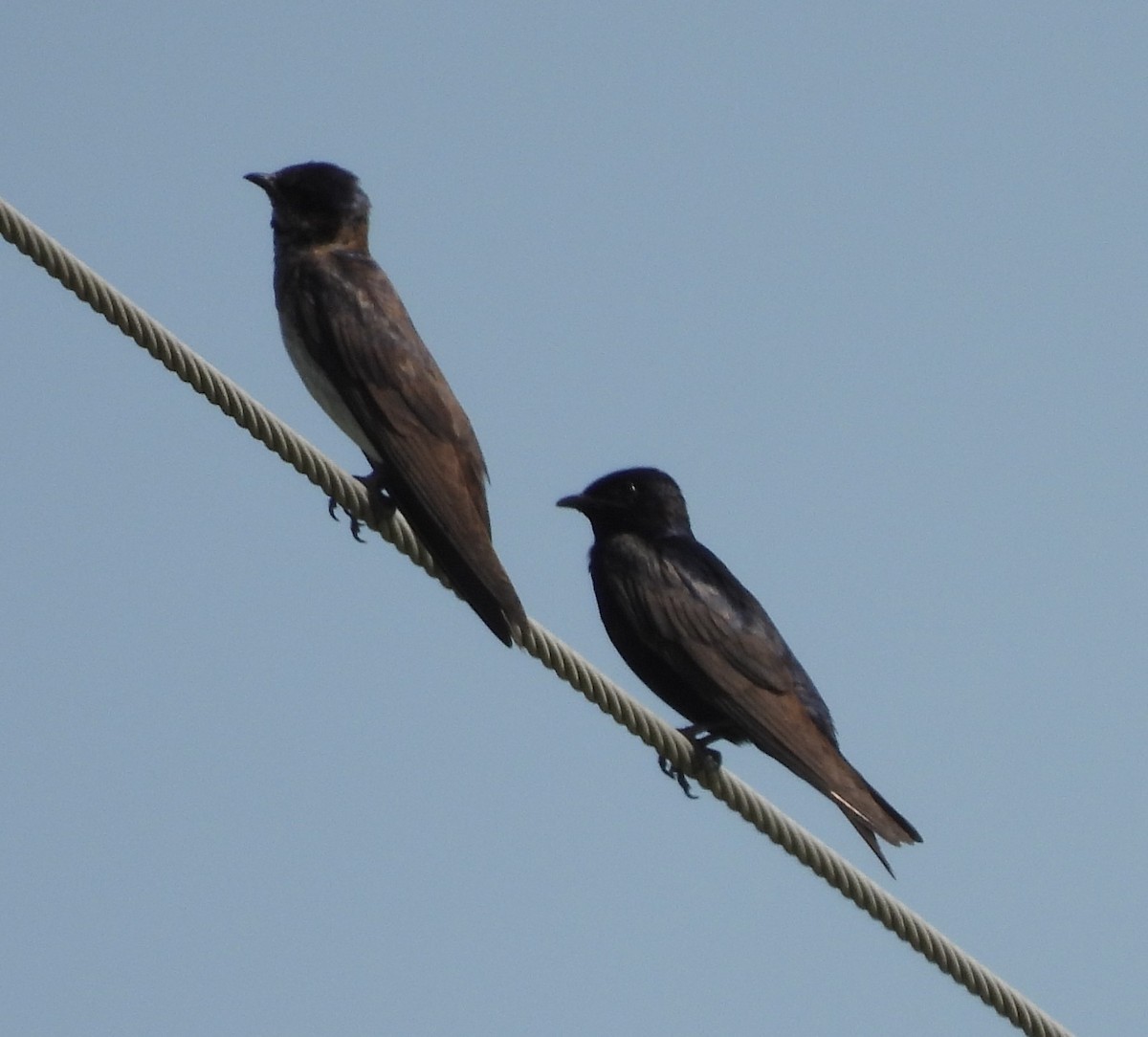 Purple Martin - ML622055560