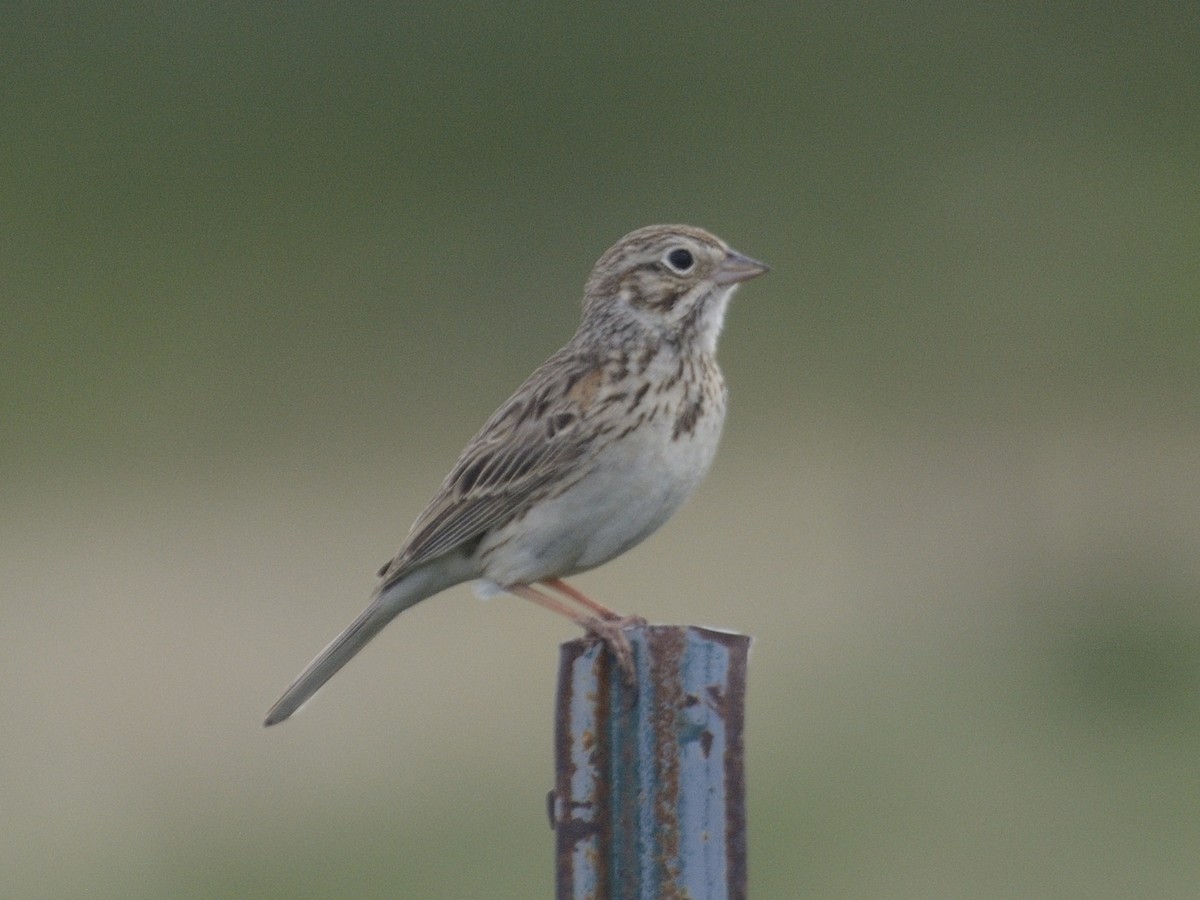 Vesper Sparrow - ML622055565