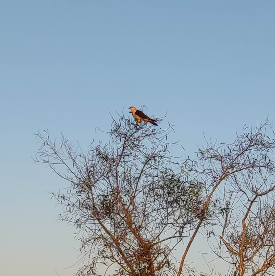 Yellow-headed Caracara - ML622055566