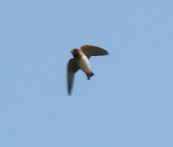 Cliff Swallow - ML622055567