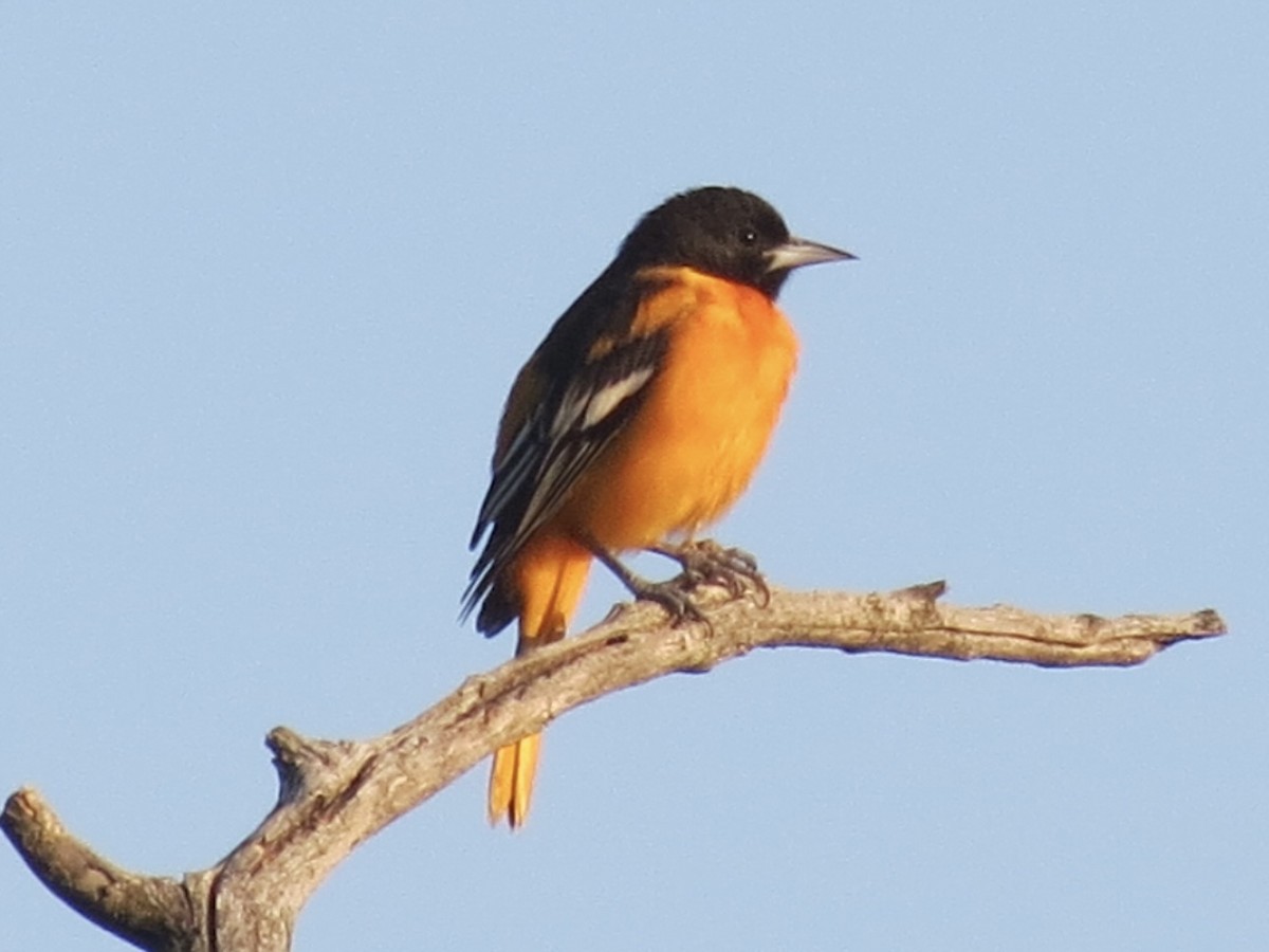 Oriole de Baltimore - ML622055570