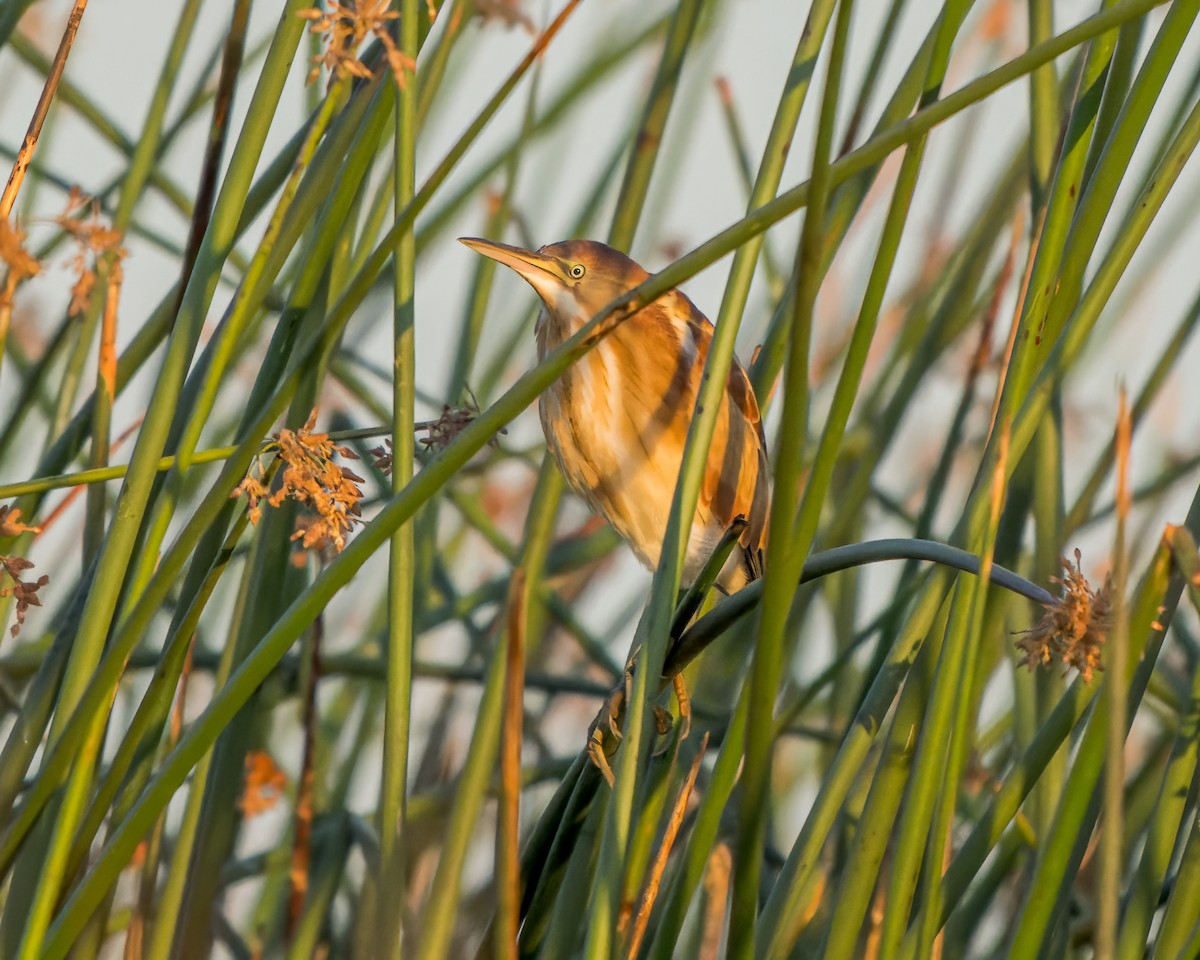 Least Bittern - ML622055602