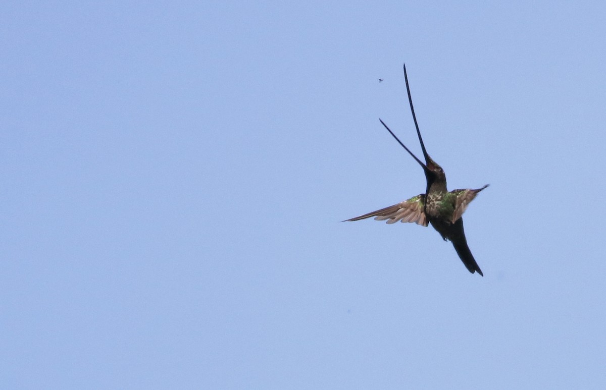 Sword-billed Hummingbird - ML622055606