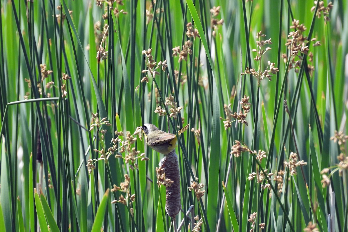 Common Yellowthroat - ML622055615