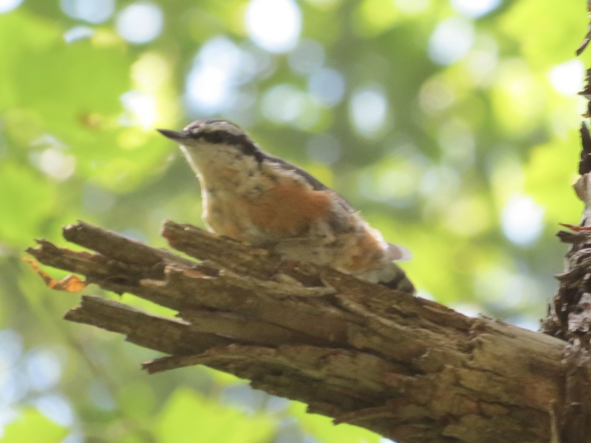 Red-breasted Nuthatch - ML622055616