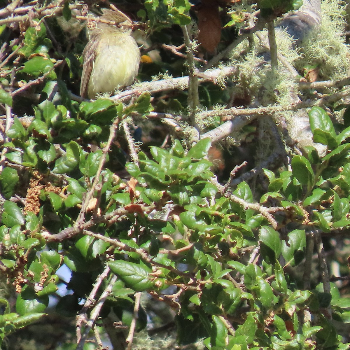 Western Flycatcher - ML622055618