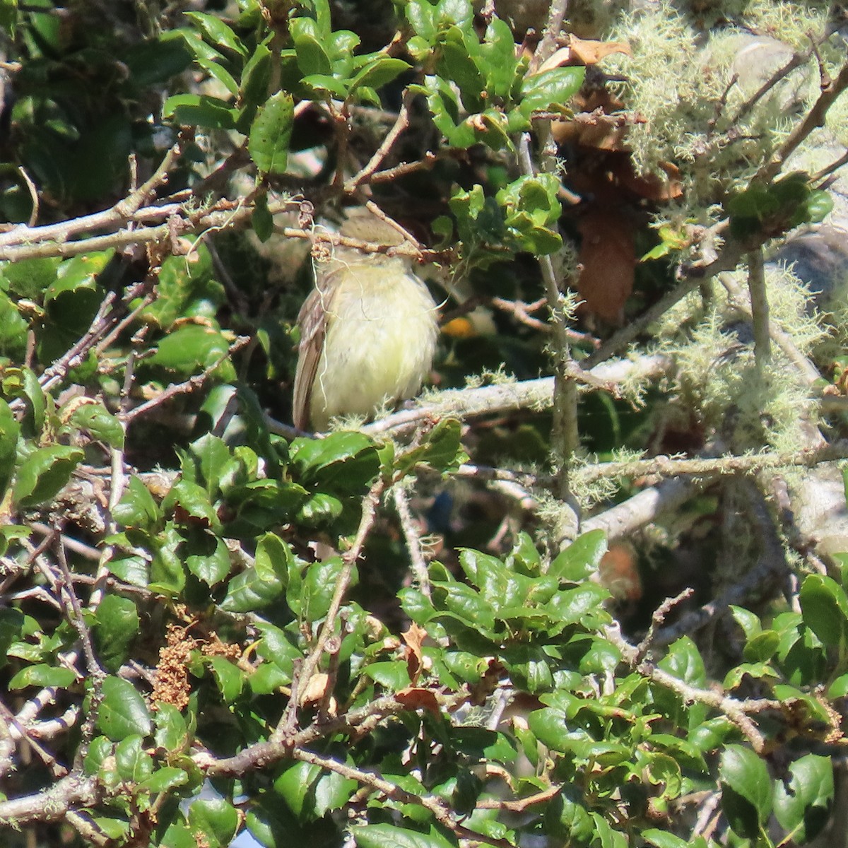 Western Flycatcher - ML622055619