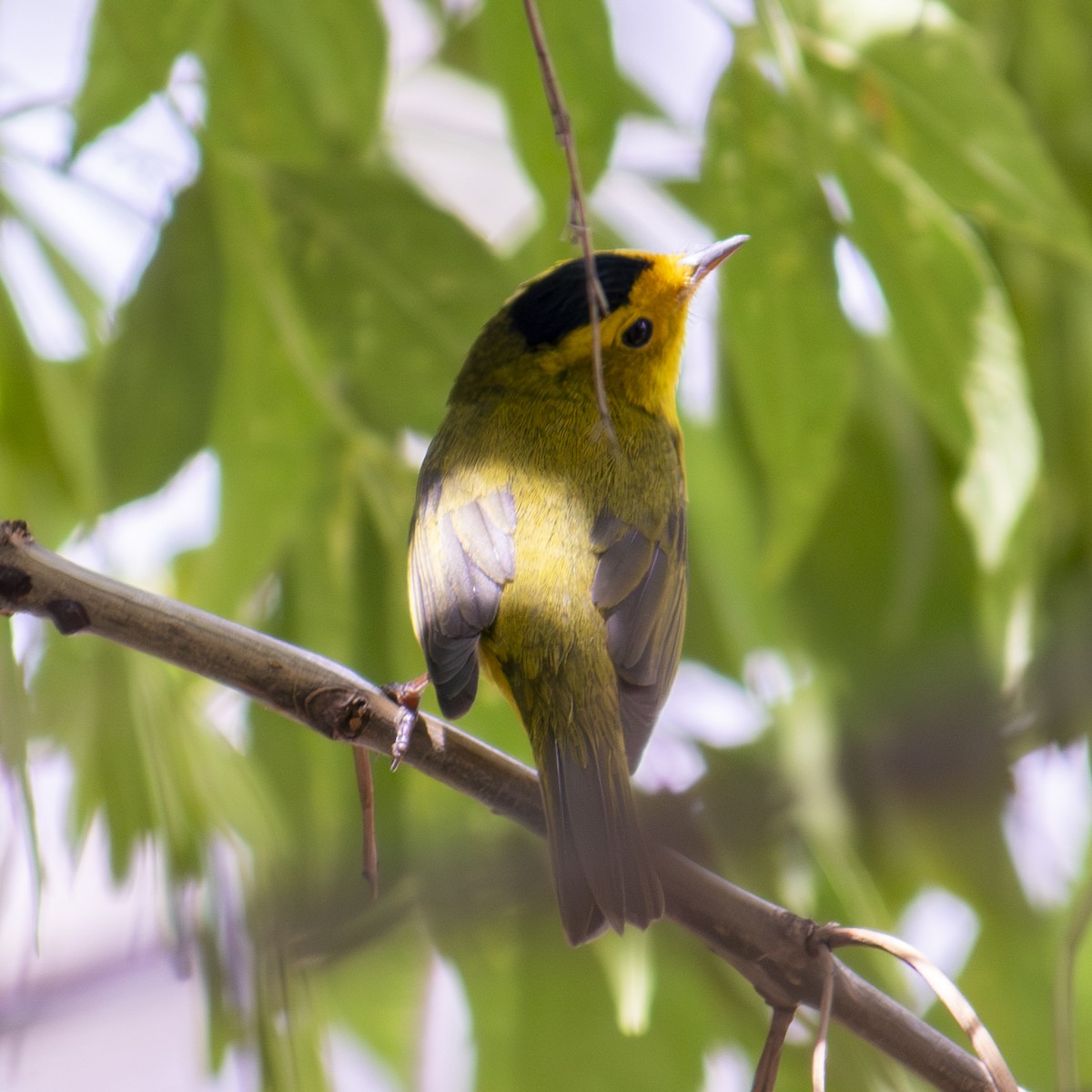 Wilson's Warbler - ML622055620