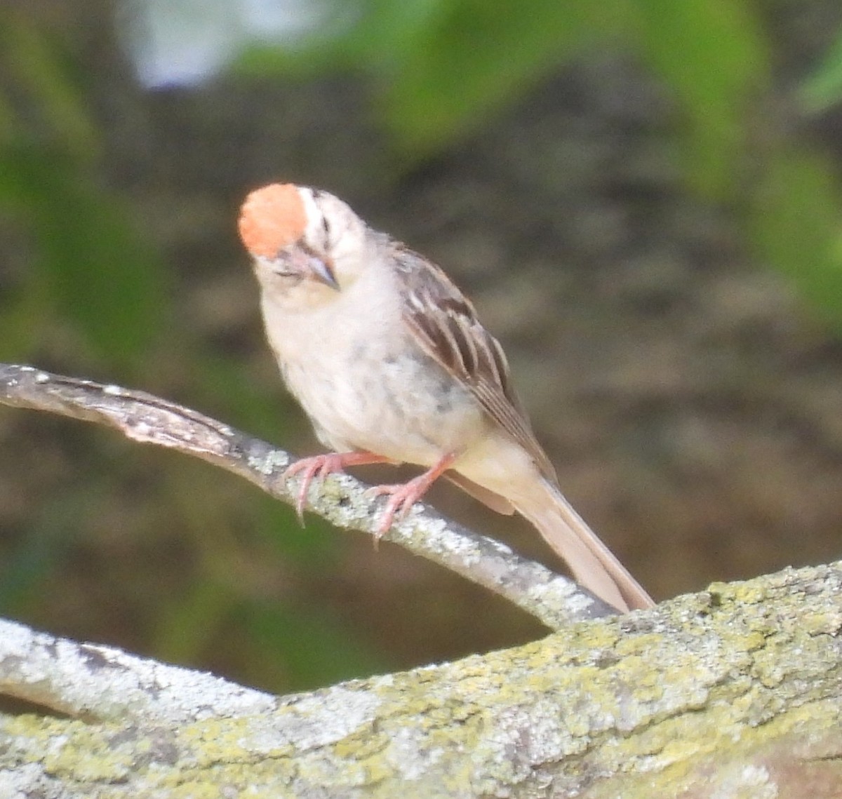 Chipping Sparrow - ML622055621