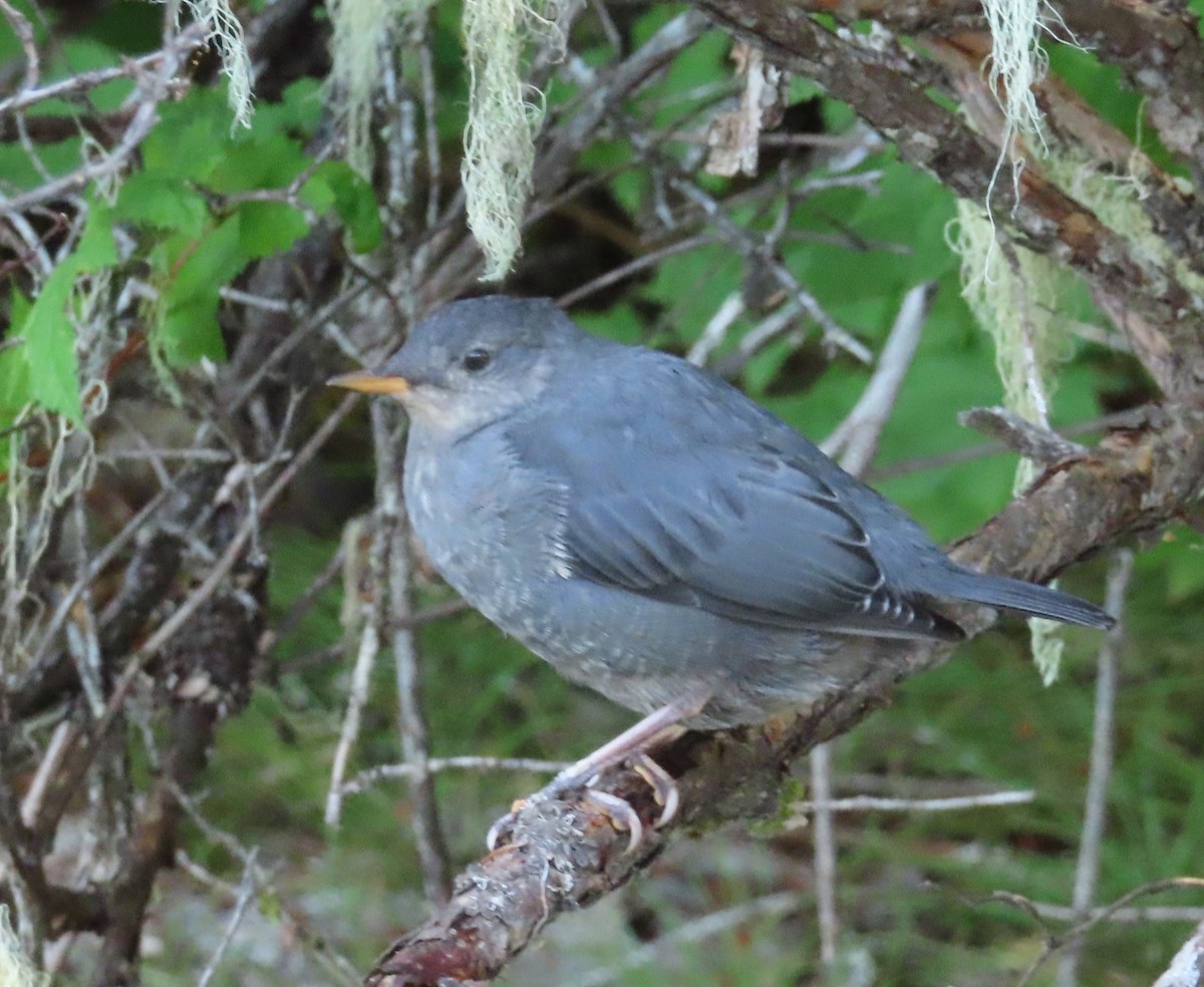 American Dipper - ML622055622