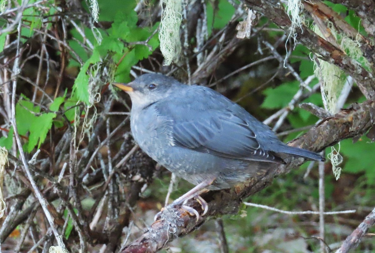 American Dipper - ML622055623