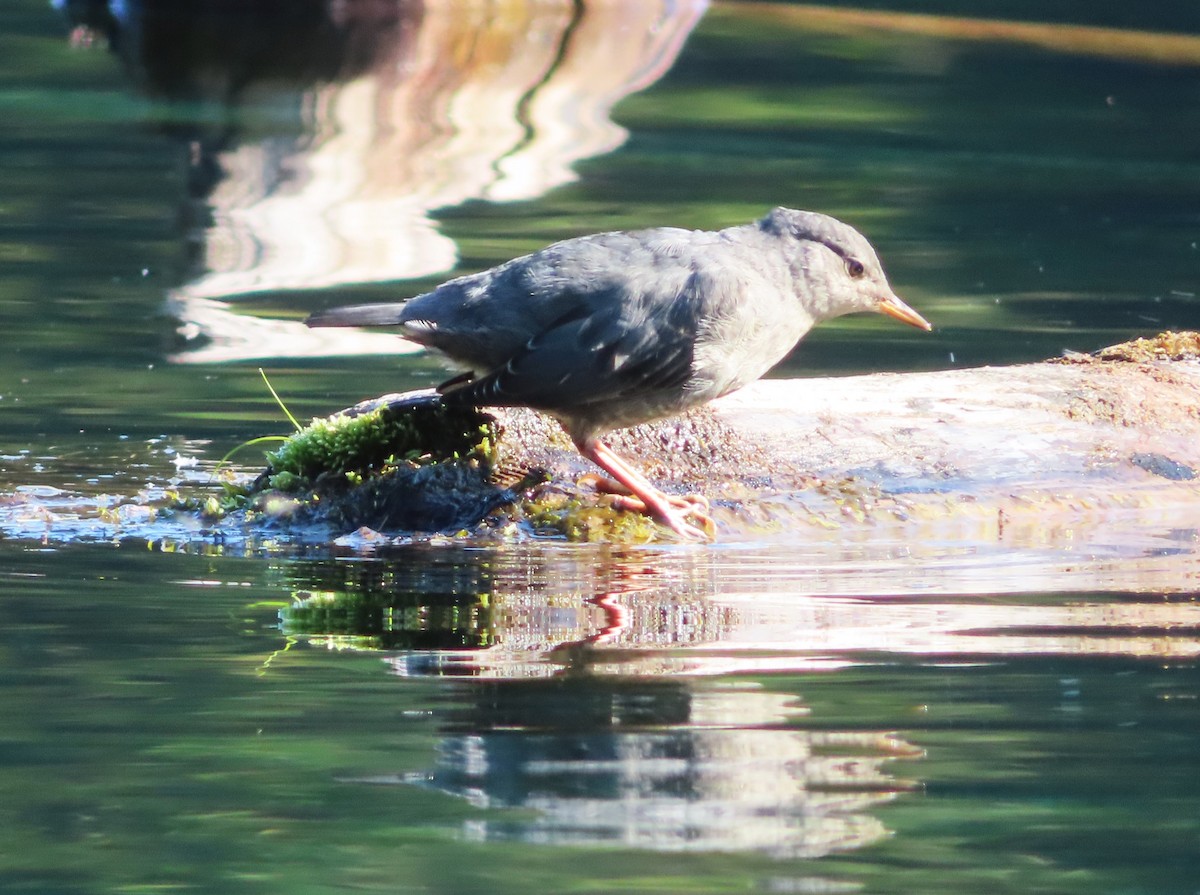 American Dipper - ML622055624