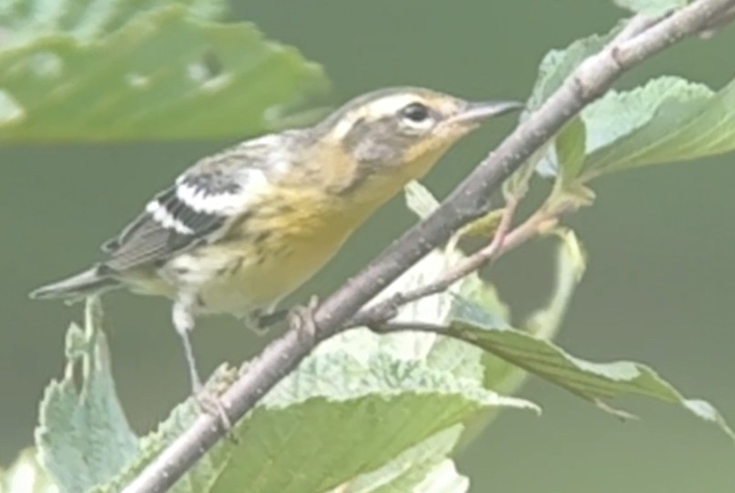 Blackburnian Warbler - ML622055625