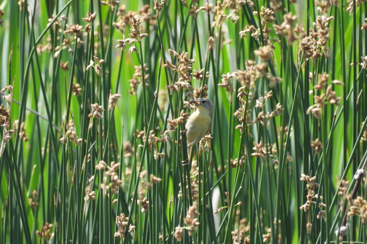 Common Yellowthroat - ML622055626