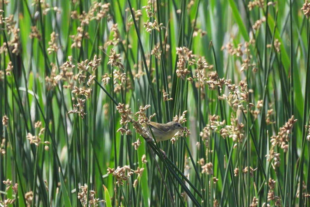 Common Yellowthroat - ML622055628