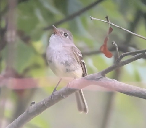 Least Flycatcher - ML622055629