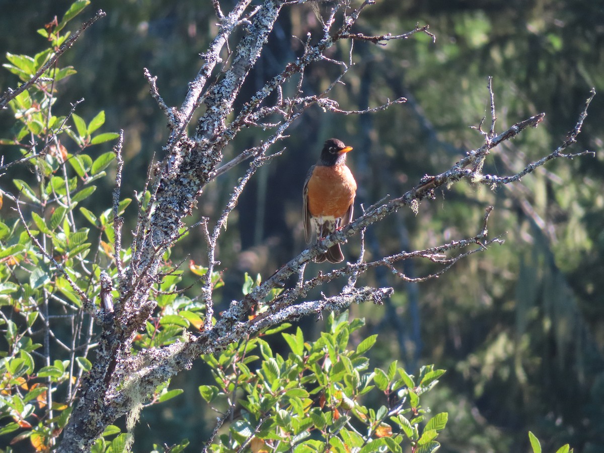 Zozo papargorria - ML622055630