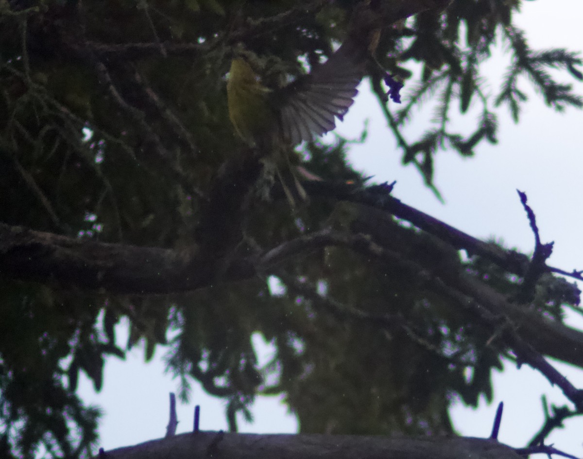 Cape May Warbler - ML622055631