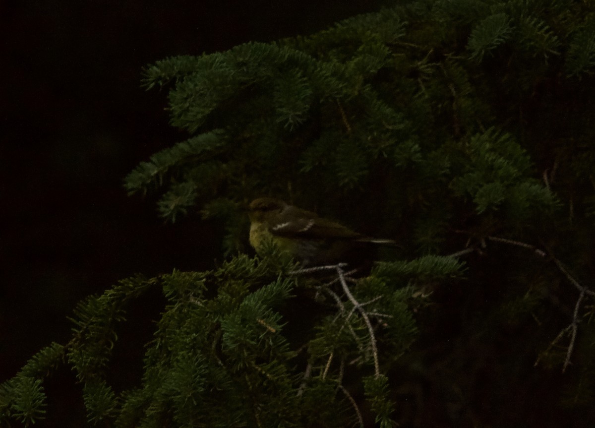 Cape May Warbler - ML622055632