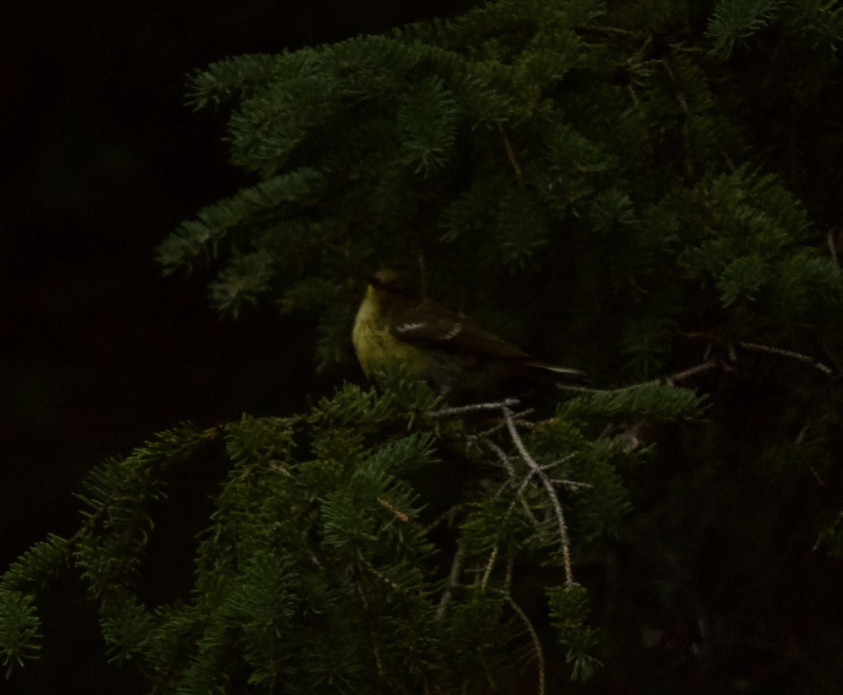 Cape May Warbler - ML622055633