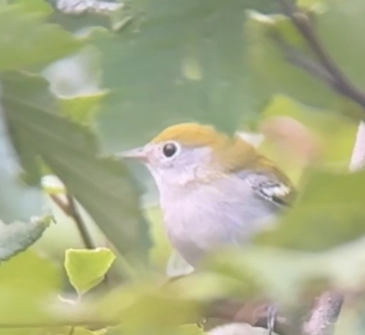 Chestnut-sided Warbler - ML622055634