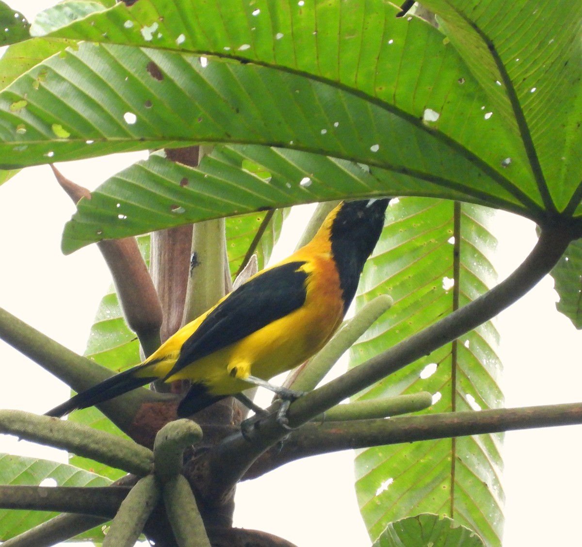 Yellow-backed Oriole - ML622055635