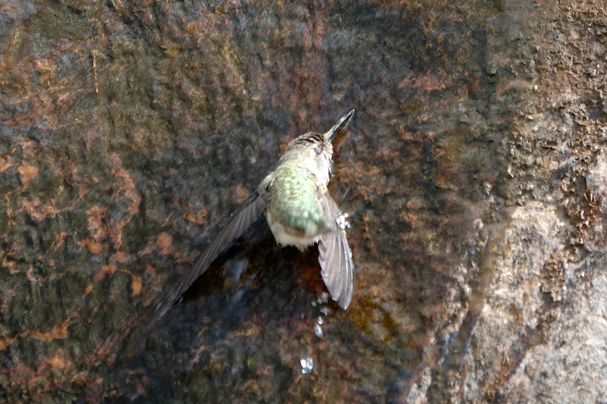 Anna's Hummingbird - ML622055636