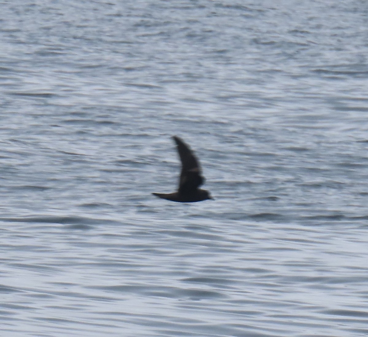 Markham's Storm-Petrel - ML622055637