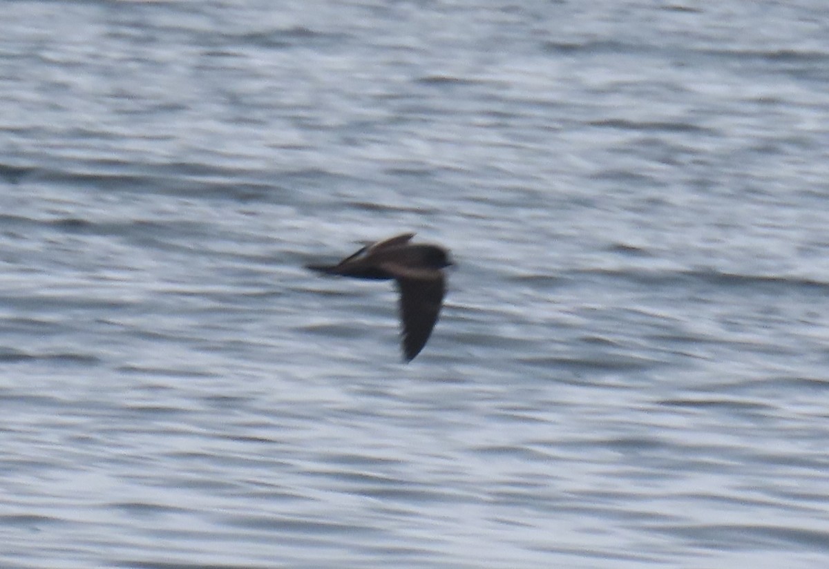 Markham's Storm-Petrel - ML622055638