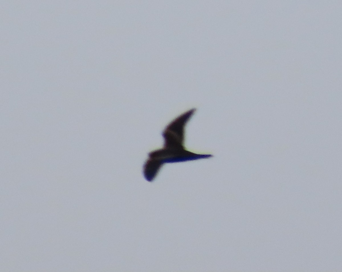 Markham's Storm-Petrel - ML622055640